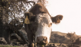 老虎机视频,刺激游戏背后的真相与技巧